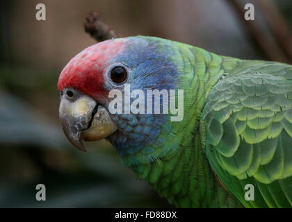 Red tailed Amazon Papagei (Amazona Brasiliensis) Stockfoto