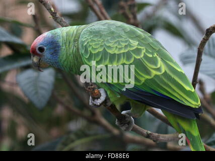 Red tailed Amazon Papagei (Amazona Brasiliensis) hocken auf einem Ast Stockfoto