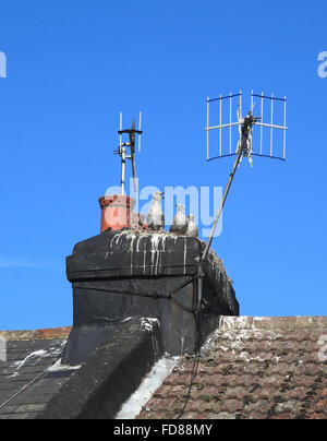 Drei junge Möwe Küken auf einem Schornstein Stapeln darauf warten, gefüttert werden Stockfoto