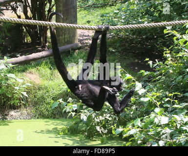 Kolumbianische Black-headed Klammeraffe (Ateles Fusciceps Robustus) hängen von den Seilen durch seine Greifschwanz in einem niederländischen Zoo Stockfoto