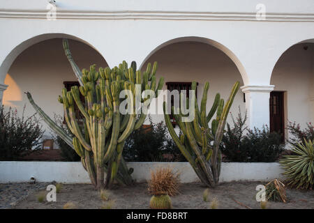 Kaktus "Bäume" bei der Mission San Luis Rey de Francia in Oceanside, Kalifornien Stockfoto