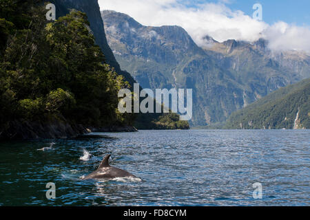 Neuseeland, Südinsel, Fiordland-Nationalpark, Milford Sound. Dusky Delphine (Wild: Largenorynchus Obscurus). Stockfoto