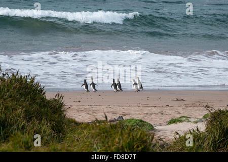 Neuseeland, Auckland-Inseln, Enderby Insel. Sechs endemische gelbäugige Panguins (Megadyptes Antipodes) am Strand von Sandy Bay Stockfoto