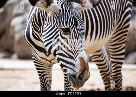 Nahaufnahme von Grevy Zebra (Equus Grevyi) Stockfoto