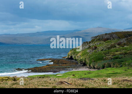 Neuseeland, Auckland-Inseln, unbewohnte Inselgruppe im Südpazifik, Enderby Insel. Stockfoto