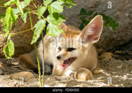 Fennec Fuchs (Vulpes Zerda) Stockfoto