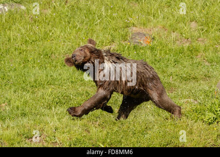 Young Grizzly Bär (Ursus Arctos) Wasser abschütteln, nach dem Schwimmen Stockfoto