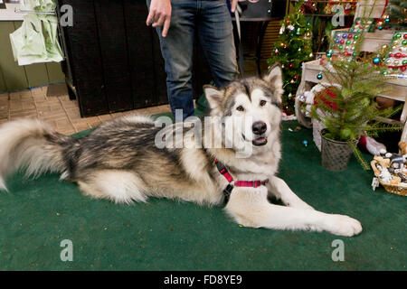 Alaskan Malamute (Canis Lupus Familiaris) und Besitzer - USA Stockfoto