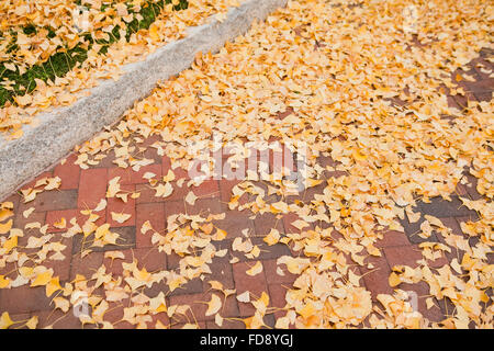 Gefallenen Ginkgoblätter auf Gehweg (gelb Ginkgoblätter) - USA Stockfoto