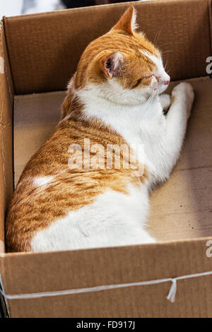 Straße in einem Karton schlafende Katze Stockfoto