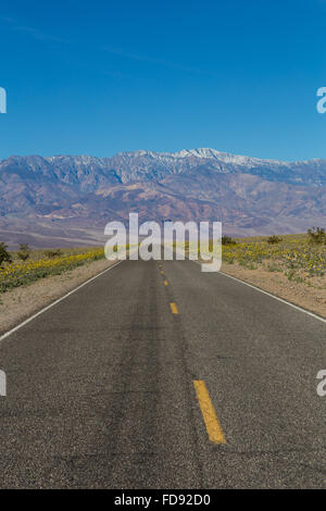 Frühe Wildblumen wachsen entlang der Kante des Badwater Road Death Valley mit Panamint Berge Schnee bedeckten im Hintergrund Stockfoto