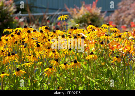 Black Eyed Susan fotografiert in der Innenstadt von Olympia, WA, Thurston County, USA. Stockfoto