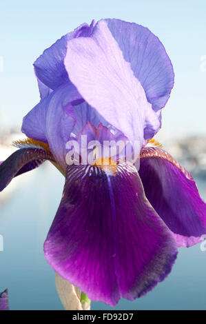 Violette Iris fotografiert Percival Landing, Innenstadt von Olympia, WA. Thurston County, Vereinigte Staaten Stockfoto