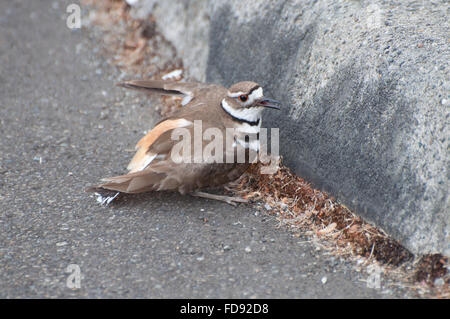 Killdeer fälschen gebrochenen Flügel zu locken Weg Gefahr vom Nest fotografiert an Pioneer-Grundschule, Mason County, Shelton, WA, USA Stockfoto