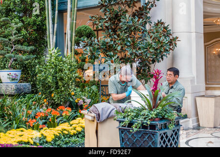 Gärtner, die Pflege der Blumenbeete an die Gärten im Bellagio Casino and Resort in Las Vegas, Nevada, USA Stockfoto