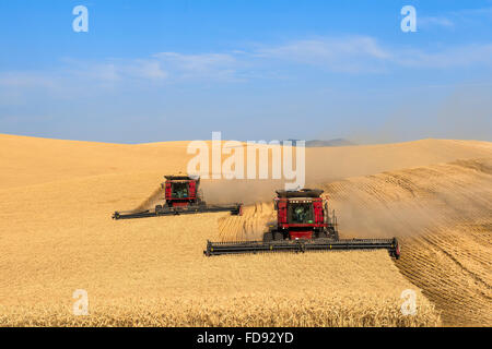 Gehäuse vereint Ernte Weizen in der Palouse Region Eastern Washington Stockfoto