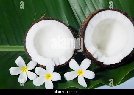 Kokosnuss Früchte und Blumen niemand Stockfoto