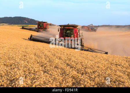 Gehäuse vereint Ernte Weizen in der Palouse Region Eastern Washington Stockfoto