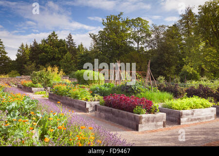 Erhöhte Betten aus Quercus robur - stieleiche. Die Küche Garten im Rudding Park, North Yorkshire, UK. Sommer, Juli 2015. Stockfoto