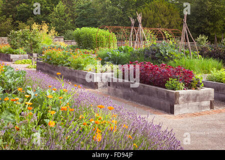 Erhöhte Betten aus Quercus robur - stieleiche. Die Küche Garten im Rudding Park, North Yorkshire, UK. Sommer, Juli 2015. Stockfoto