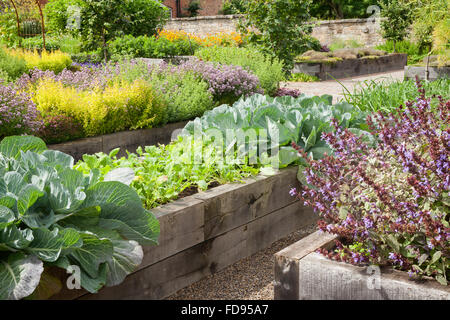 Erhöhte Betten aus Quercus robur - stieleiche. Die Küche Garten im Rudding Park, North Yorkshire, UK. Sommer, Juli 2015. Stockfoto