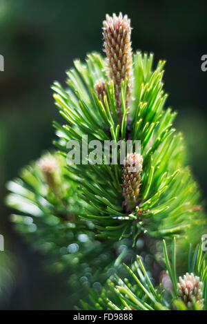 Makroaufnahme der Blüte einer Pinus Mugo Latschenkiefer im Karwendelgebirge in den europäischen Alpen, Österreich Stockfoto