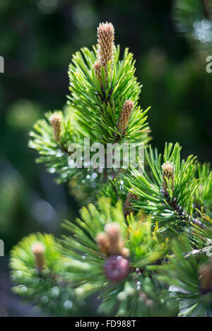 Makroaufnahme der Blüte einer Pinus Mugo Latschenkiefer im Karwendelgebirge in den europäischen Alpen, Österreich Stockfoto