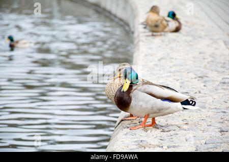 Enten, die sitzen in der Nähe von Wasser Stockfoto