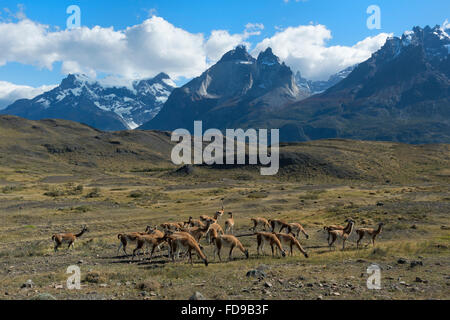 Guanako Herde Weiden in den Steppen des Nationalparks Torres del Paine, Patagonien, Chile Stockfoto