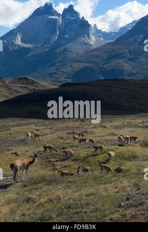 Guanako Herde Weiden in den Steppen des Nationalparks Torres del Paine, Patagonien, Chile Stockfoto