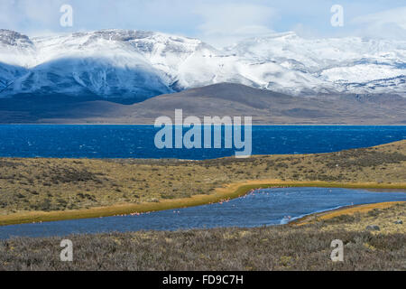 Chilenische Flamingos (Phoenicopterus Chilensis), im Nationalpark Torres del Paine, Patagonien, Chile Stockfoto