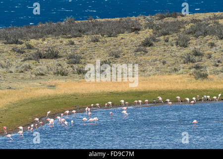 Chilenische Flamingos (Phoenicopterus Chilensis), Nationalpark Torres del Paine, chilenischen Patagonien, Chile Stockfoto