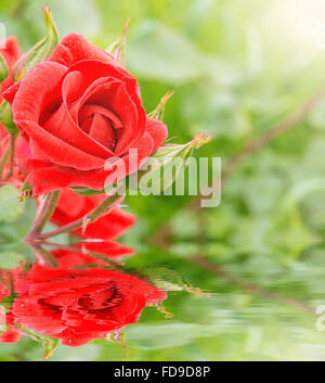 Rote Rose spiegelt sich im Wasser nach dem Regen. Stockfoto
