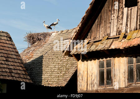 Cigoc, Kroatien, Störche auf dem Dach eines Hauses Stockfoto
