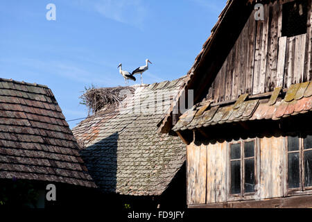 Cigoc, Kroatien, Störche auf dem Dach eines Hauses Stockfoto