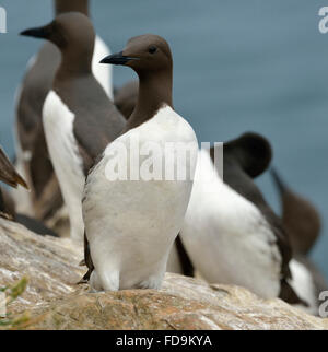 Trottellummen oder Common Murre - Uria Aalge auf Klippe Stockfoto
