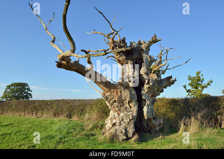 Alte (Englisch) Pedunculate Eiche - Quercus robur Stockfoto