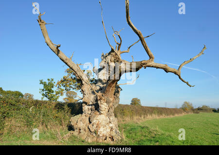 Alte (Englisch) Pedunculate Eiche - Quercus robur Stockfoto