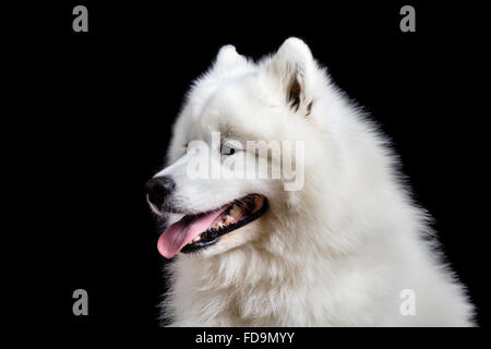 Samojeden Porträt auf einem schwarzen Hintergrund. Stockfoto