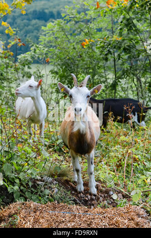 Drei verschiedene farbige Ziegen fressen Grüns in den Büschen Stockfoto