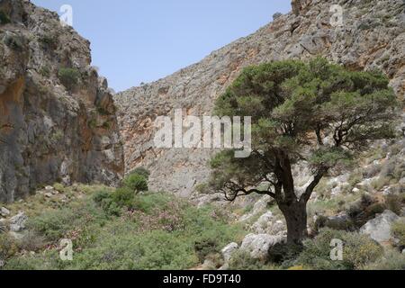 Alten Olivenbaum (Olea Europaea) und blühende Oleanderbüsche (Nereum Oleander) in Hohlakies / Chochlakies Schlucht, Crete. Stockfoto