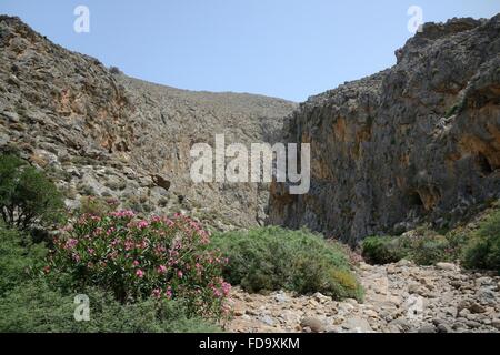 Oleanderbüsche (Nereum Oleander) blüht in Hohlakies / Chochlakies Schlucht, Lassithi, Ost Kreta, Griechenland. Stockfoto