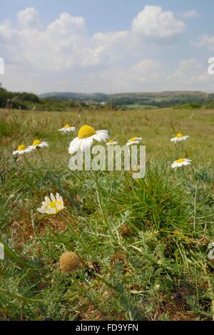 Englisch / Roman Chamomile (Chamaemelum Nobile) am streifte Heide, Corfe Common, Dorset, UK, Juli blühend. Stockfoto