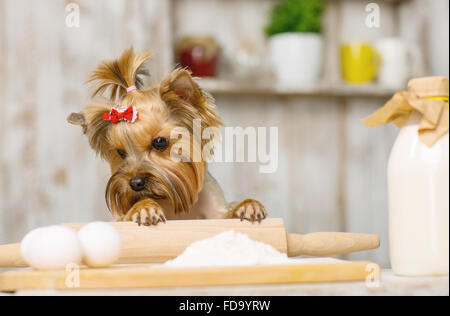 Kleine Yorkshire-Terrier starrte auf Hühnereiern. Stockfoto