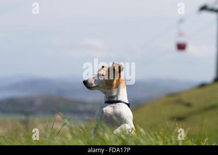 Jack Russell "Pippa" steht stolz Blick aus den Great Orme, Llandudno mit den Seilbahnen im Hintergrund in soft-Fokus Stockfoto