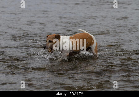 Der Jack Russell Terrier Spritzer in Bala Lake PIP Stockfoto