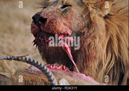 Porträt der männliche Löwe (Panthera leo) mit frischen roten Letschwe töten im Moremi National Park (khwai Gebiet), Botswana Stockfoto