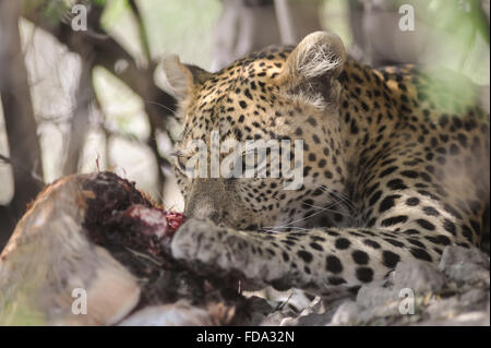 Weibliche Leopard (panthera pardus) mit roten Letschwe töten im Moremi NP (khwai), Botswana Stockfoto