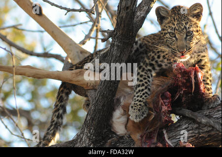 Weibliche Leopard (panthera pardus) Cub in Baum mit frischen Töten im Moremi Nationalpark, Botswana Stockfoto