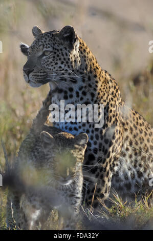 Leopard (panthera pardus) Mutter mit kleinen Cub im Moremi National Park (khwai Gebiet), Botswana. Stockfoto
